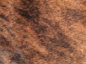 difference between calfskin and cowhide leather